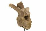 Fossil Hadrosaur Dorsal Vertebra w/ Metal Stand - South Dakota #339117-6